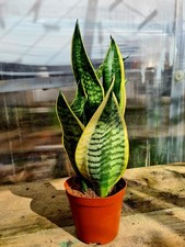 Sansevieria Trifasciata Futura