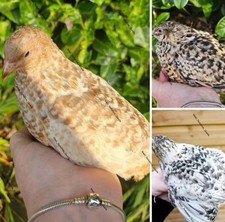 6 Coturnix Quail Eggs Pansy