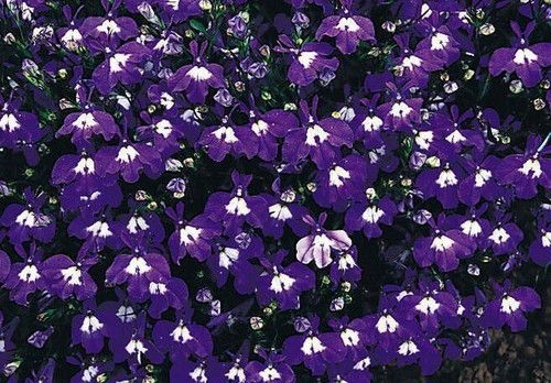 Lobelia erinus mrs clibran - lobelia,