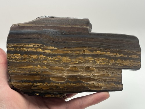 Tiger iron stromatolite from - stromatolite,