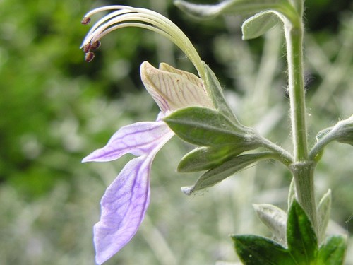 Litre teucrium fruticans - 1, teucrium fruticans