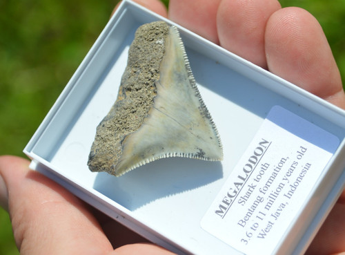 B53 wow genuine megalodon - b53,, wow,