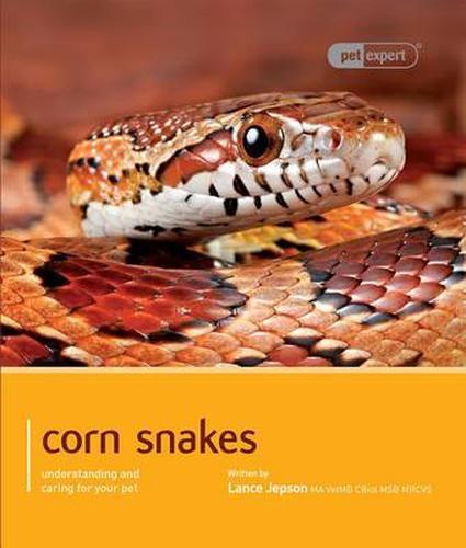 Corn snake lance - corn, (pet