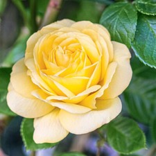 Rose/Rosa Shrubs Bushes