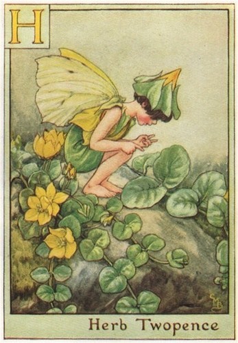 Herb twopence fairy by - h,