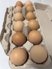 Black Jersey Giant Hatching