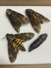 Unmounted Death's Head hawk