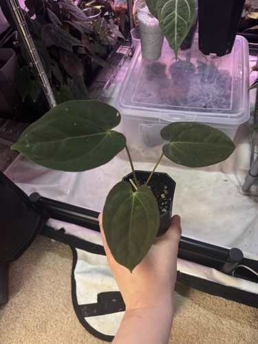 Anthurium pillowy pap - anthurium, ‘pillowy