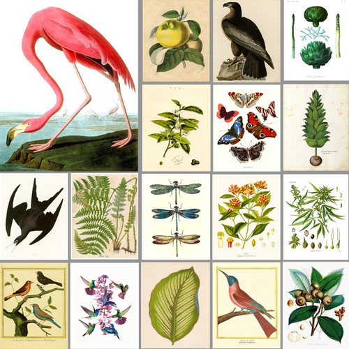Vintage art prints birds - vintage,