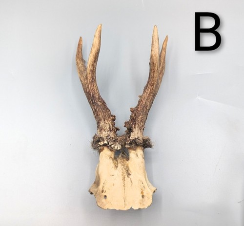 Roe deer skull cap - deer, bones