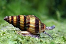 Assassin snails 10+1 for Freshwater Aquariums -  Pest Control with Clea Helena/
