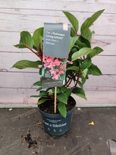 Hydrangea Paniculata Living