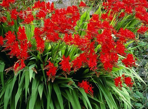 Crocosmia lucifer seeds - crocosmia,