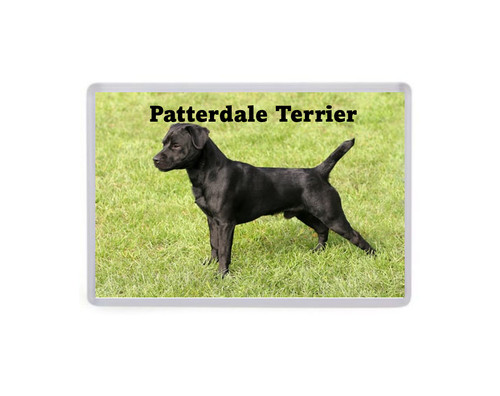 Patterdale terrier dog jumbo - terrier,