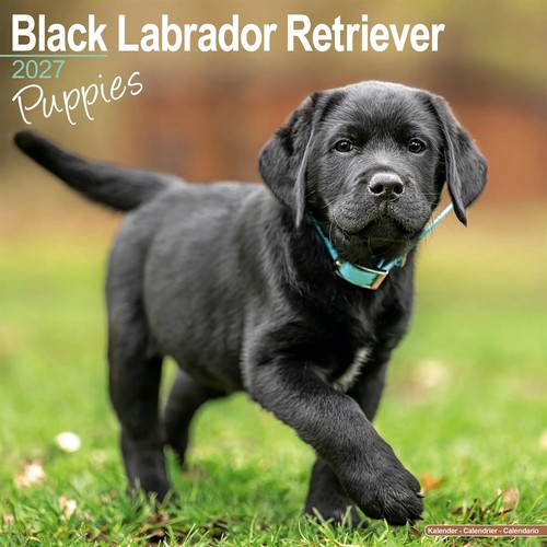 Black labrador retriever - black,