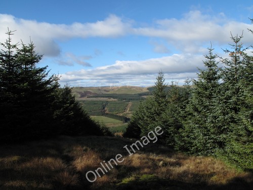 Photo 6x4 forest - photo,