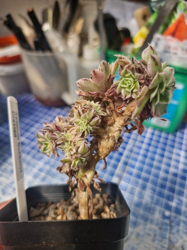 Aeonium sunburst crested or - aeonium,