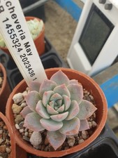 Echeveria 'May'|  UK Grown