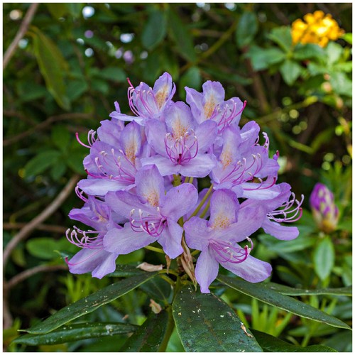Rhododendron moerheim bushy - rhododendron,