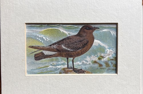 Antique storm petrel - petrel, coloured