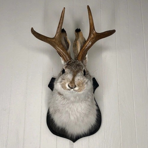 Rabbit head wall decor - head,