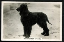 Tobacco Card, Senior Service, DOGS, DOG BREEDS, 1939, Irish Water Spaniel, #27