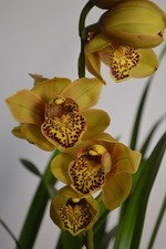 Yellow Cymbidium Orchid Plant