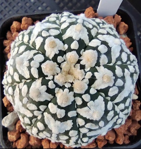 Pot 7cm rare astrophytum - 7cm,