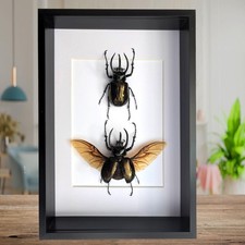 Framed atlas beetle taxidermy