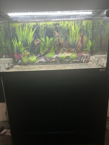 Fluval 125l fish tank with - fish,