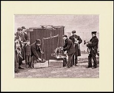 WHIPPET RACING THE WEIGHING IN