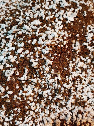 Coconut coir coco - coir, &