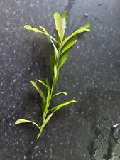 Cheap tropical aquarium/fish tank/ pond plants for Guppy, shrimp, platy, snails.