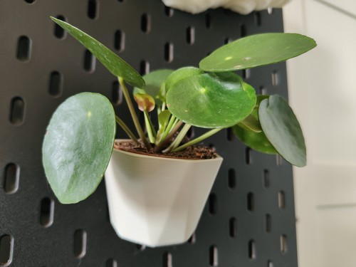 Printed skadis plant - 3d,