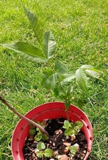 Walnut Tree 30cms