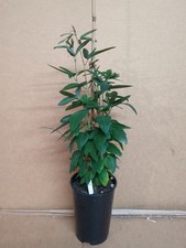 PASSION FLOWER * PASSIFLORA