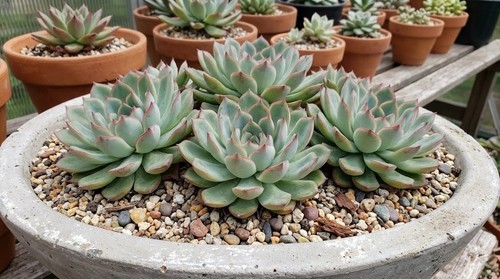 Echeveria pulidonis succulent - echeveria,