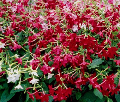 Tobacco flowering nicotiana - tobacco,
