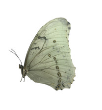 Morpho polyphemus A- Papered