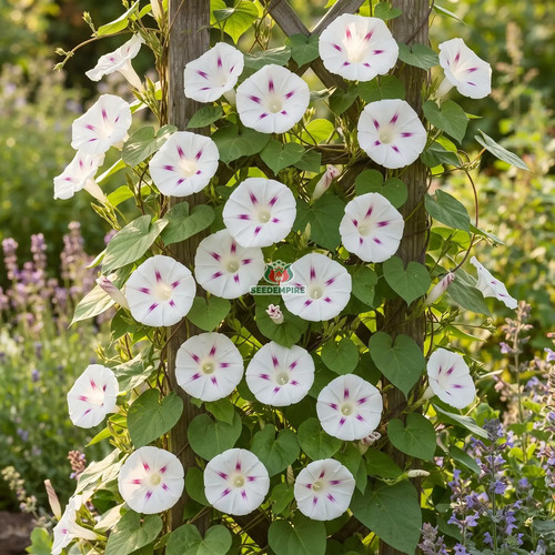 Morning glory shiva ipomoea - shiva,