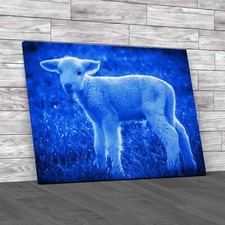 A White Suffolk Lamb Sheep Blue Canvas Print Large Picture Wall Art
