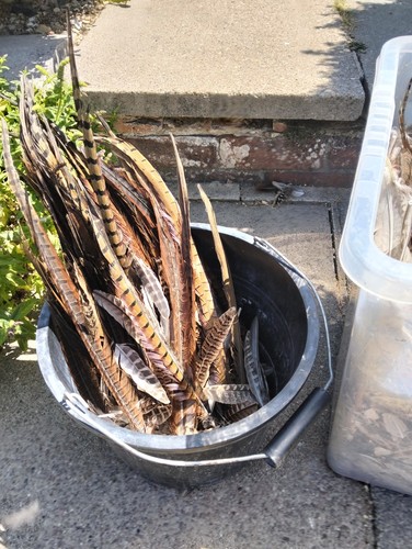 Pheasant feathers bulk - feathers,