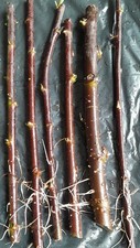 6 x rooted willow cuttings. Salix Nigricians (Black Willow)