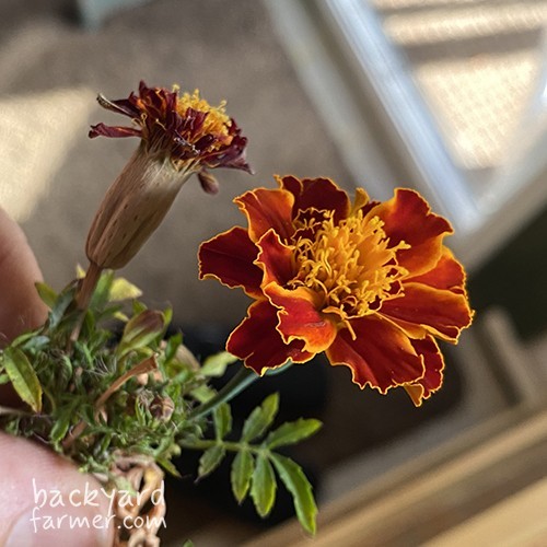 Mixed marigold seeds - mixed,