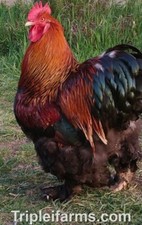 24+ Large Fowl PARTRIDGE