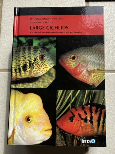 American cichlids large - american,