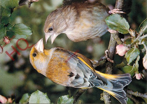 Picture postcard bird - postcard-,