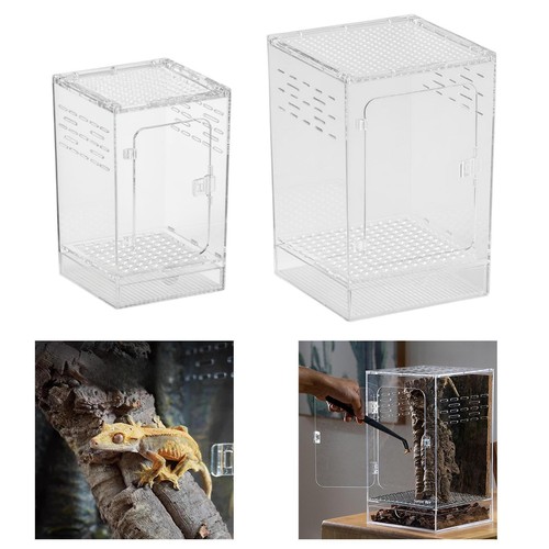 Acrylic spider enclosure - spider,