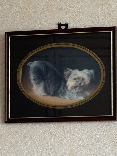 Playful yorkshire terrier - playful,