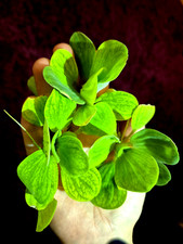Water lettuce riccia java - water,